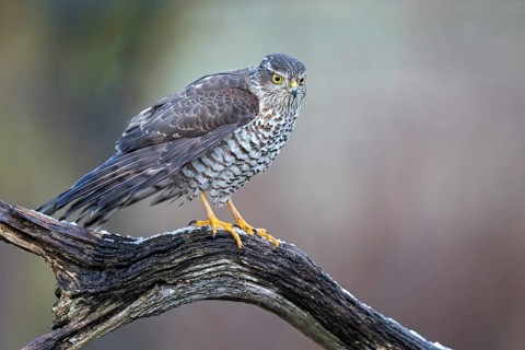 Eurasian Sparrowhawk (Accipiter nisus) female perched on a branch, Saxony-Anhalt, Germany