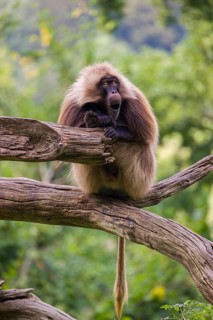 Portrait of an adult male Gelada (Theropithecus gelada), or bleeding-heart monkey, resting on a log
