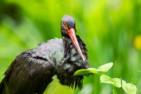 Black stork (Ciconia nigra) standing on a meadow, Bavaria, Germany