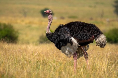 A striking image capturing a male ostrich with its distinctive black and white plumage, walking
