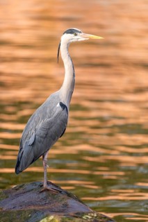 Grey heron (Ardea cinerea) standing at the shore of a lake, wildlife, Bavaria, Germany