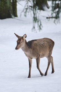 Red deer (Cervus elaphus) hind in a forest in winter, snow, Bavaria, Germany