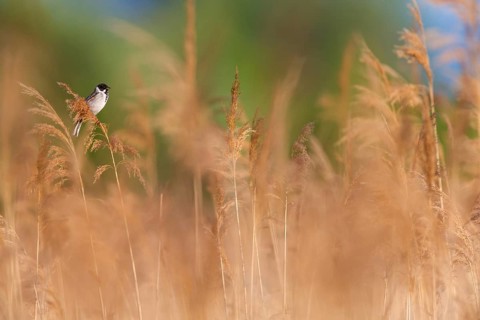 Rohrammer, Reed Bunting, Emberiza schoeniclus, Bruant des roseaux, Escribano Palustre