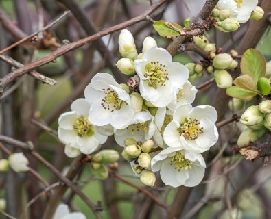 Chinese ornamental quince (Chaenomeles speciosa 'Nivalis')
