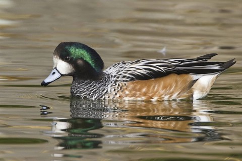Chiloe Wigeon (Mareca sibilatrix), California, USA