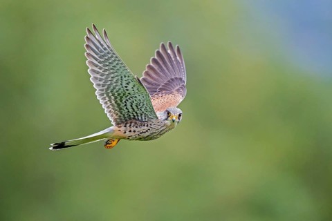 Kestrel (Falco tinnunculus), close-up, flight image of a male flying flat with outstretched wings