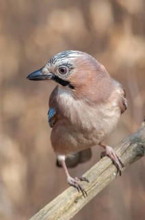 Eurasian Jay (Garrulus glandarius) on a branch in the forest