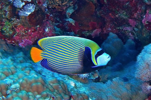 Emperor angelfish (Pomacanthus imperator)