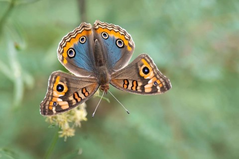 Butterfly of the genus Junonia genoveva on a flower, Buenos Aires, Argentina