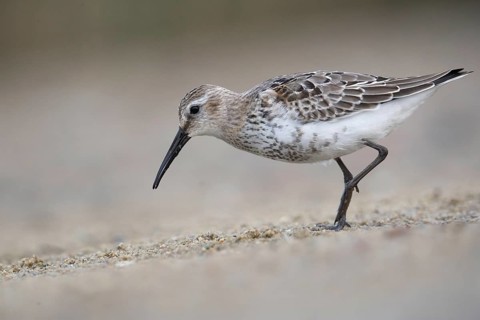 Dunlin (Calidris alpina) foraging, Mecklenburg-Western Pomerania, Germany