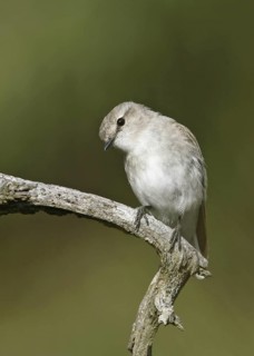 Jacky Winter (Microeca fascinans), Queensland, Australia