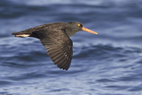 Black Oystercatcher (Haematopus bachmani) flying, British Columbia, Canada