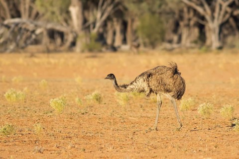 Emu (Dromaius novaehollandiae), Queensland, Australia