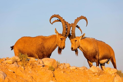 Nubian ibex, Nubian ibex, (Capra nubiana), animals, mammals, ibex, Ben Gurion's Tomb, Midreshet