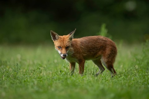 Red fox (Vulpes vulpes) adult animal in countryside grassland in summer, England, United Kingdom