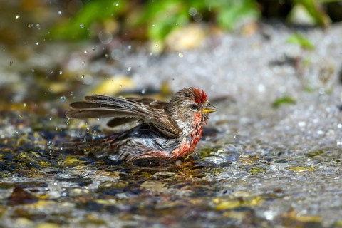 Birkenzeisig - Maennchen badet