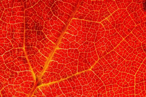 Structure of an autumn-colored leaf, foliage, tree, Vechta, Lower Saxony, Germany