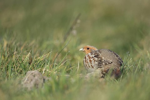 Grey Partridge (Perdix perdix) perched in grass field, North Rhine-Westphalia, Germany