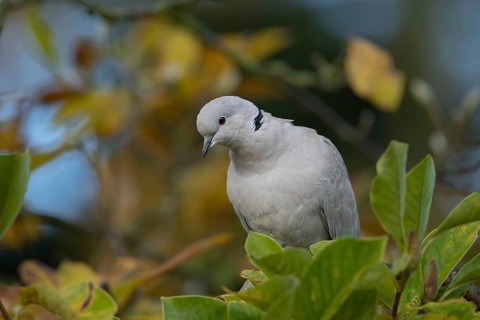Collared dove (Streptopelia decaocto) adult bird on garden magnolia tree with autumn colour leaves,