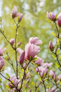 A beautiful close-up of magnolia flowers in full bloom against a vibrant green background,