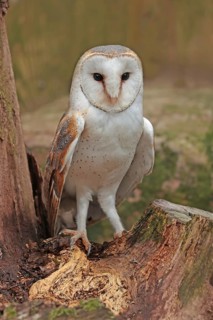 Barn owl (Tyto alba), walks on the ground, captive