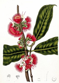 Syzygium jambos, also called rose apple, is a tree of the myrtle family, Historical, digitally