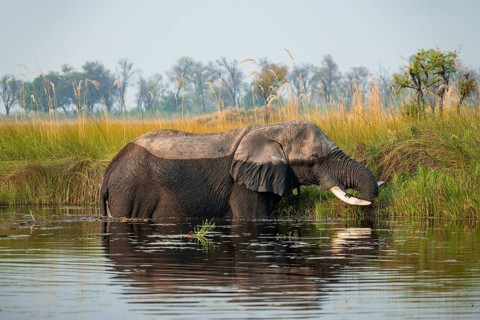 African elephant (Loxodonta africana) grazing in the swamp, Xakanaxa Lagoon, Okavango Delta, Moremi