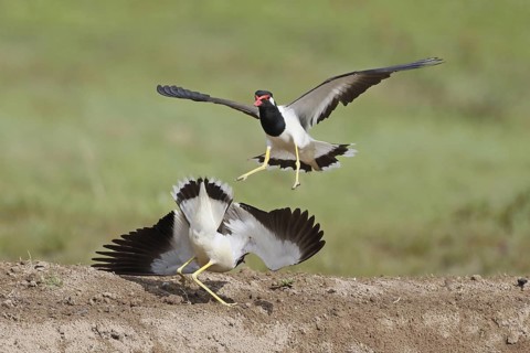 Red-wattled Lapwing (Vanellus indicus) wrangling, Penang, Malaysia