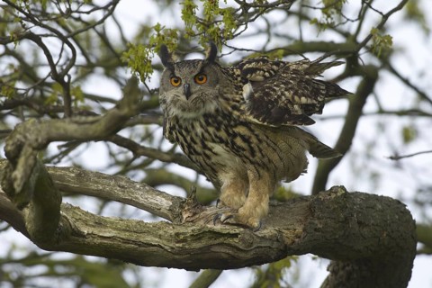Eurasian Eagle-Owl (Bubo bubo), United Kingdom