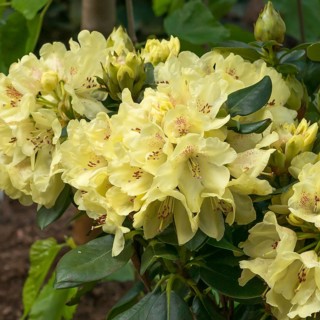 Wards Rhododendron (Rhododendron 'Goldkrone'), Rhodo 2014, Germany