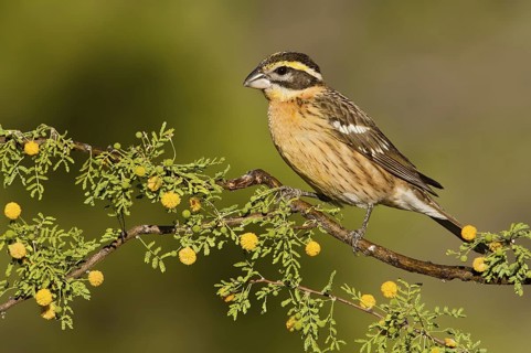 Black-headed Grosbeak (Pheucticus melanocephalus) female, Arizona, USA