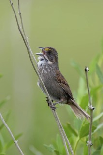 Seaside Sparrow (Ammodramus maritimus) singing, Texas, USA