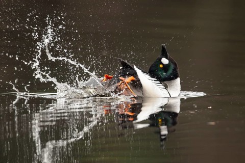 Courting goldeneye (Bucephala clangula), Ahlhorn, Lower Saxony, Germany