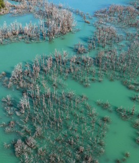 Flooded forest with dead trees, river Rio Norte damned by landslide, new lake, aerial view, Valle