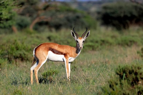 Springbok (Antidorcas marsupialis), adult, male, foraging, vigilant, Mokala National Park, Northern
