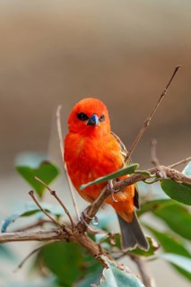 A male red fody (Foudia madagascariensis) sits in a tree. Madagascar, Amirantes, Comoros,