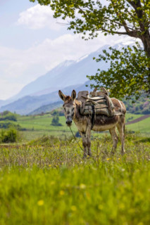 Burro in the Valley of the Vjosa, Vjosë, Wild River Vjosa National Park, Përmet, Gjirokastra Qark,
