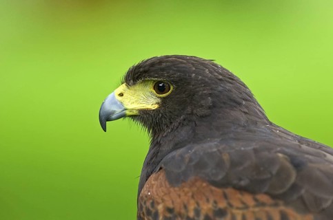 Harris's Hawk (Parabuteo unicinctus), North Rhine-Westphalia, Germany