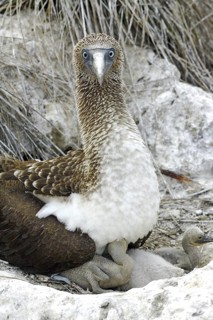 Blue-footed Booby Sula nebouxii Las Marietas Islands, Bahia Banderas, Jalisco, Mexico 1 April Adult