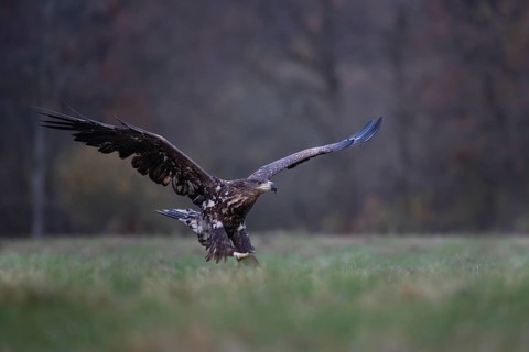White-tailed eagle (Haliaeetus albicilla), juvenile, young white-tailed eagle approaching,
