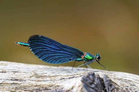 Beautiful demoiselle (Calopteryx virgo) damselfly sitting on a wood, Bavaria, Germany