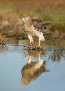 Northern Harrier (Circus hudsonius) at a waterhole, Texas, USA