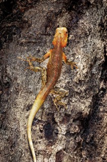 Orange-brown lizard climbing on a tree trunk, well camouflaged in the natural environment, Indian