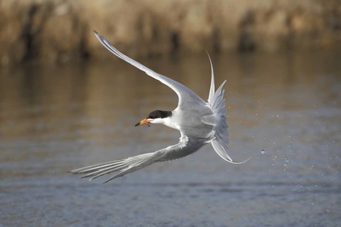Forster's Tern (Sterna forsteri) flying, California, USA