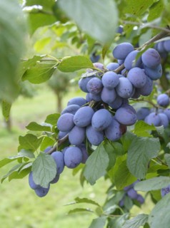 Plum (Prunus domestica CACAKS FRUCHTBARE), Bundessortenamt, Prüfstelle Marquardt, Marquardt,
