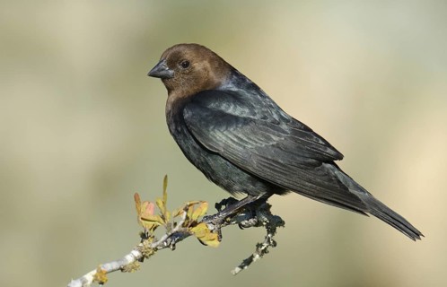Brown-headed Cowbird (Molothrus ater), Texas, USA