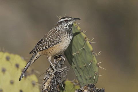 Cactus Wren (Campylorhynchus brunneicapillus), New Mexico, USA