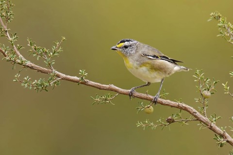 Striated Pardalote (Pardalotus striatus) female, Victoria, Australia