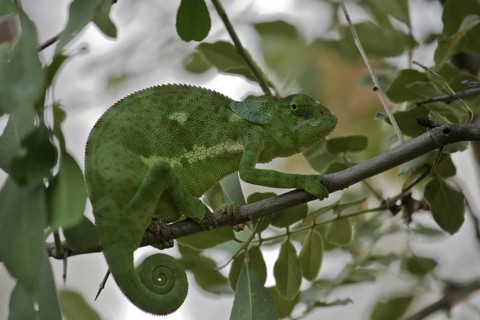 Lappen-Chamäleon (Chamaeleo dilepis) sitzt bewegungslos auf einem Zweig, Serengeti; Tansania
