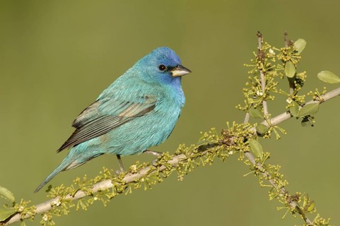 Indigo Bunting (Passerina cyanea) male, Texas, USA